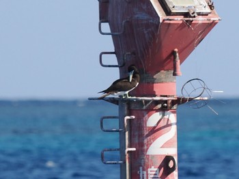 Brown Booby Unknown Spots Thu, 10/19/2023