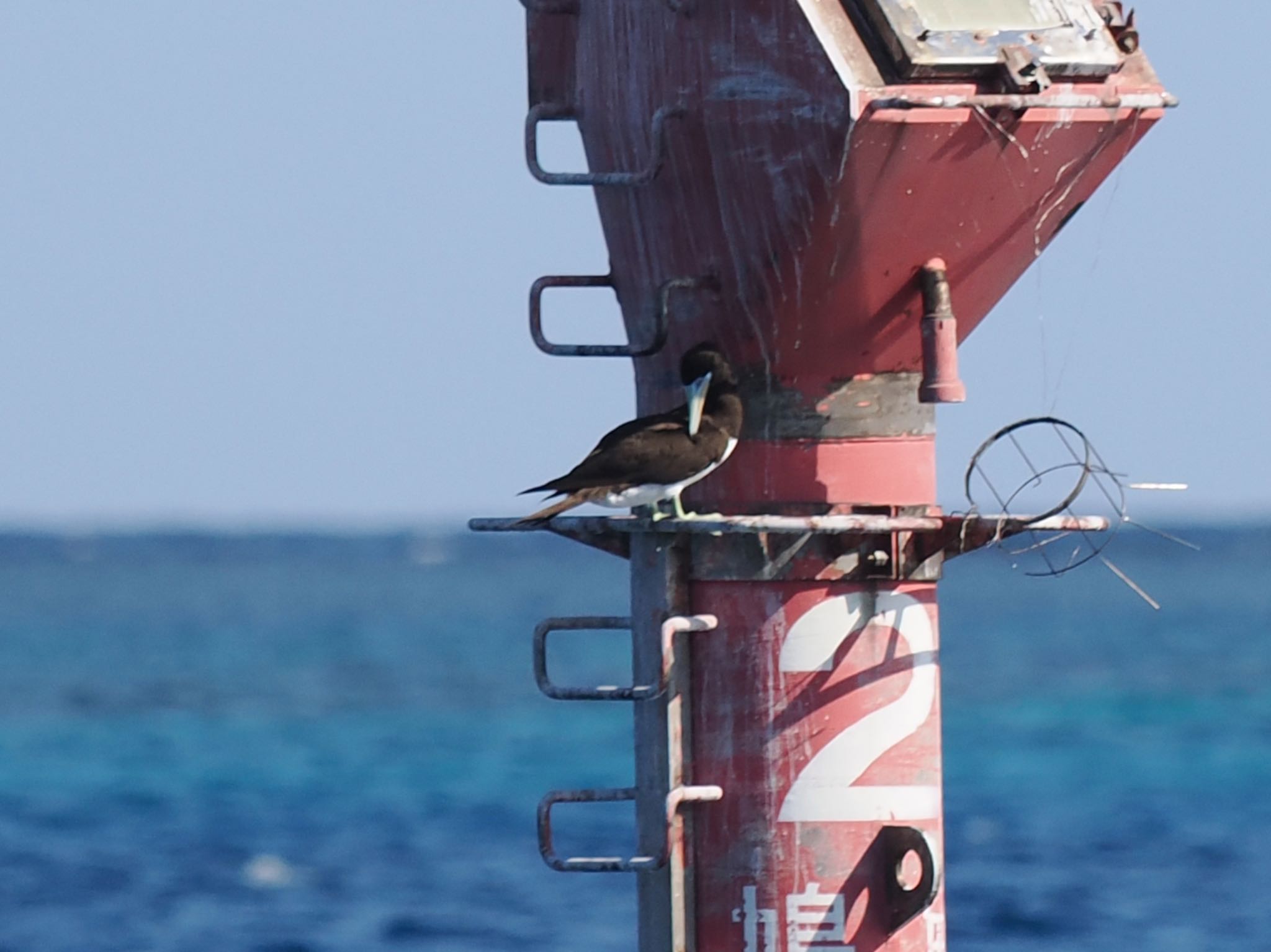 Photo of Brown Booby at  by エナガ好き