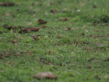 Eastern Yellow Wagtail Unknown Spots Tue, 10/17/2023