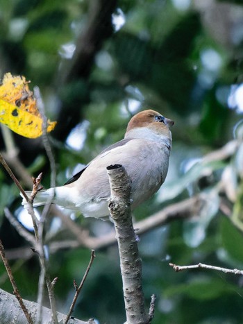 Hawfinch 長崎県 Sun, 10/22/2023