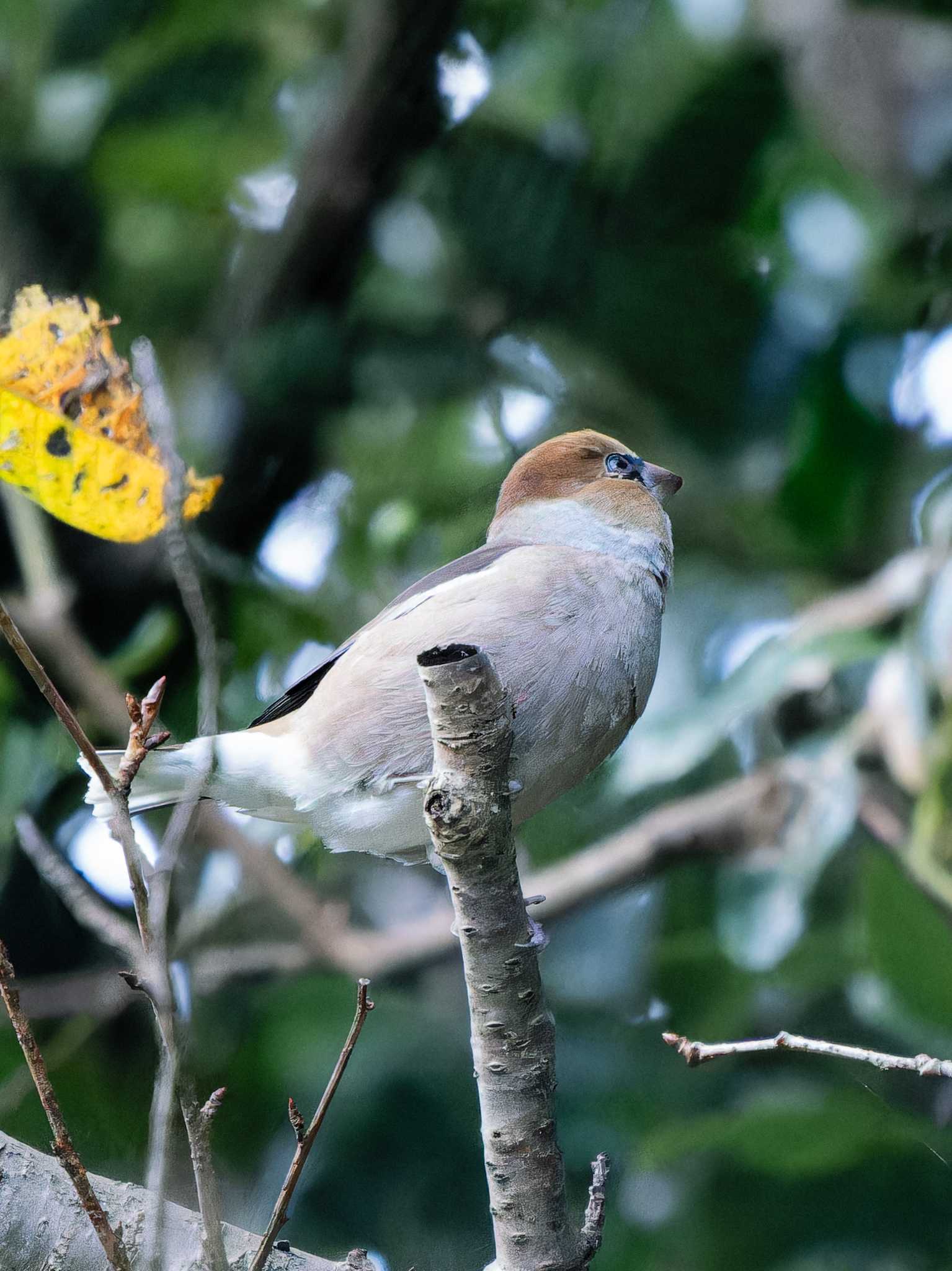 Hawfinch