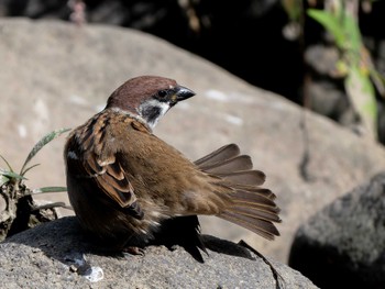 Eurasian Tree Sparrow 長崎県 Tue, 10/24/2023