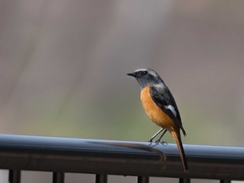 Daurian Redstart 長崎県 Tue, 10/24/2023