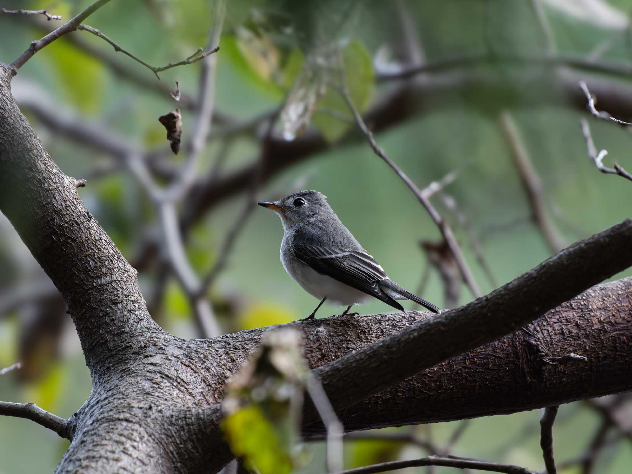Photo of Asian Brown Flycatcher at 長崎県 by ここは長崎