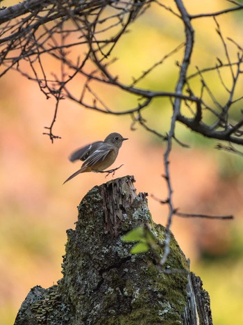 Daurian Redstart 長崎県 Tue, 10/24/2023