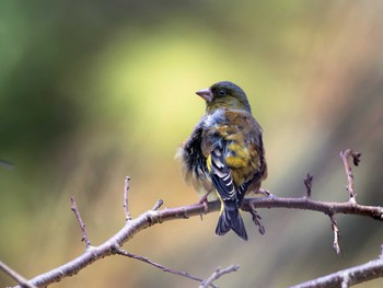 Grey-capped Greenfinch 長崎県 Sat, 10/28/2023