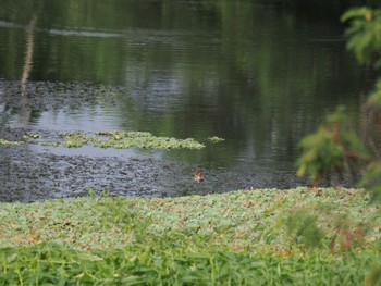 Pheasant-tailed Jacana Unknown Spots Fri, 10/20/2023