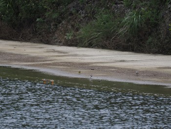 White Wagtail(leucopsis) Unknown Spots Sat, 10/21/2023