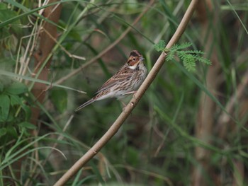 Little Bunting Unknown Spots Sat, 10/21/2023