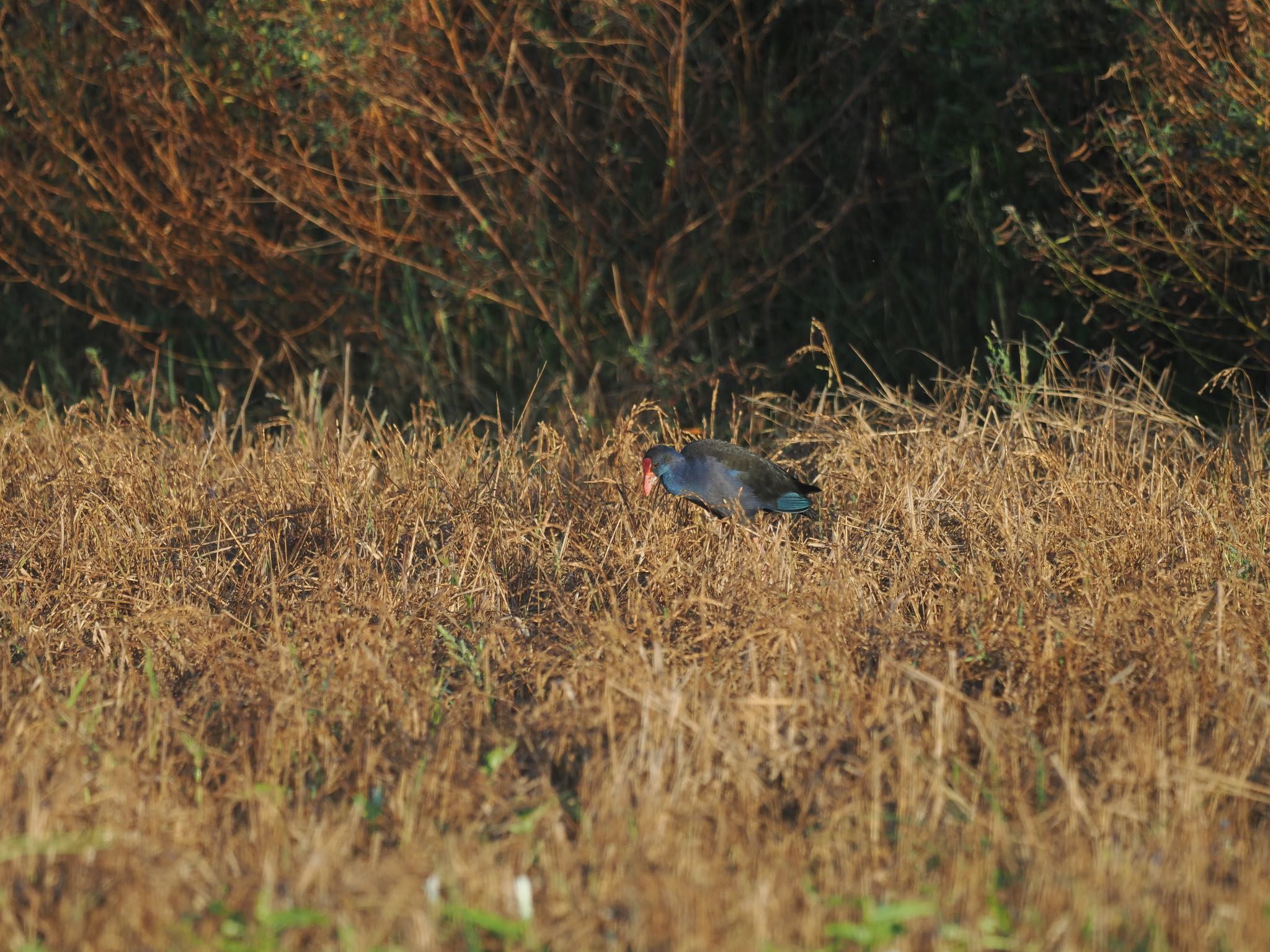 Photo of Western Swamphen at  by エナガ好き