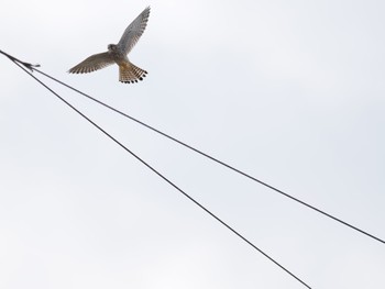 Common Kestrel Unknown Spots Mon, 10/23/2023