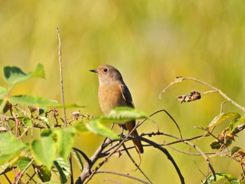 ジョウビタキ 芝川第一調節池(芝川貯水池) 2023年10月22日(日)