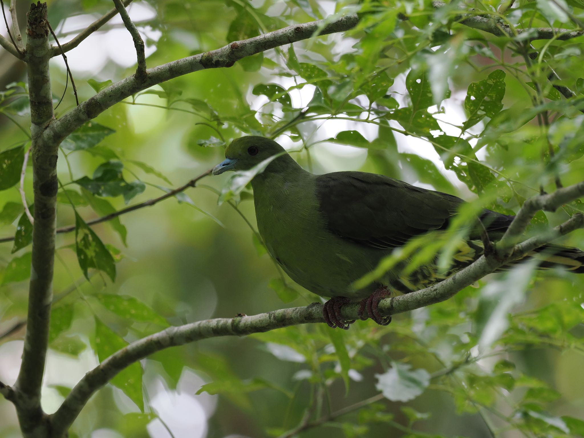 Photo of チュウダイズアカアオバト at  by エナガ好き