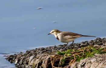 White Wagtail 多摩川二ヶ領上河原堰 Sat, 10/28/2023