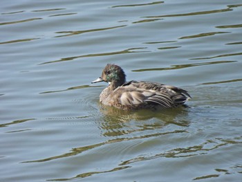 2023年10月28日(土) 境川遊水地公園の野鳥観察記録