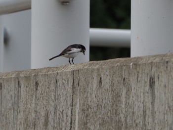 Wagtail 積丹 Sun, 7/2/2023