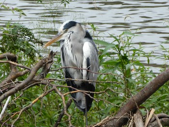 2018年9月30日(日) 境川(境橋付近)の野鳥観察記録