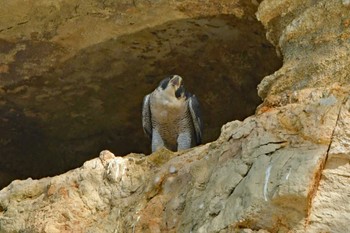 ハヤブサ 青葉山公園 2023年10月28日(土)