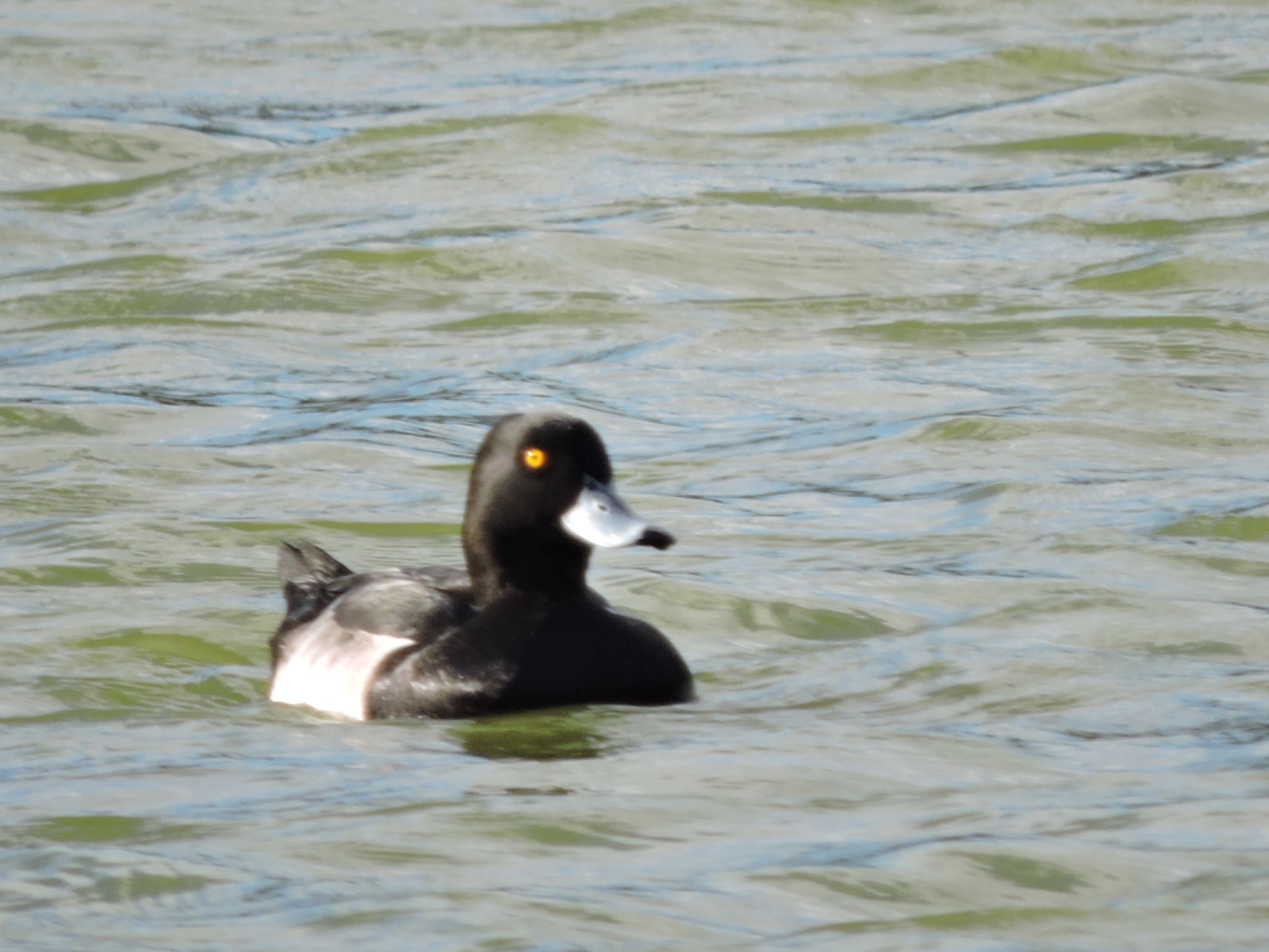 Tufted Duck