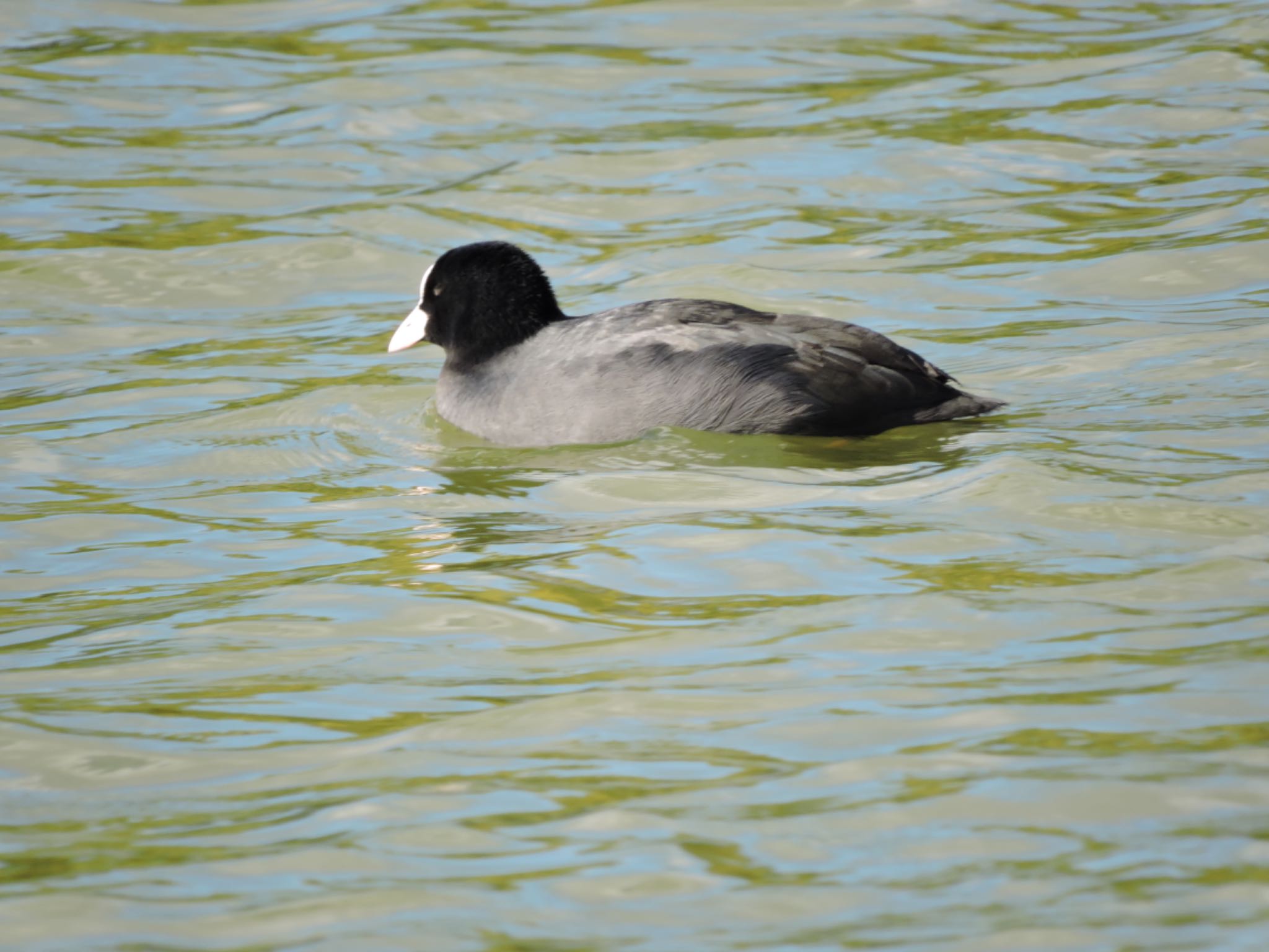 Eurasian Coot