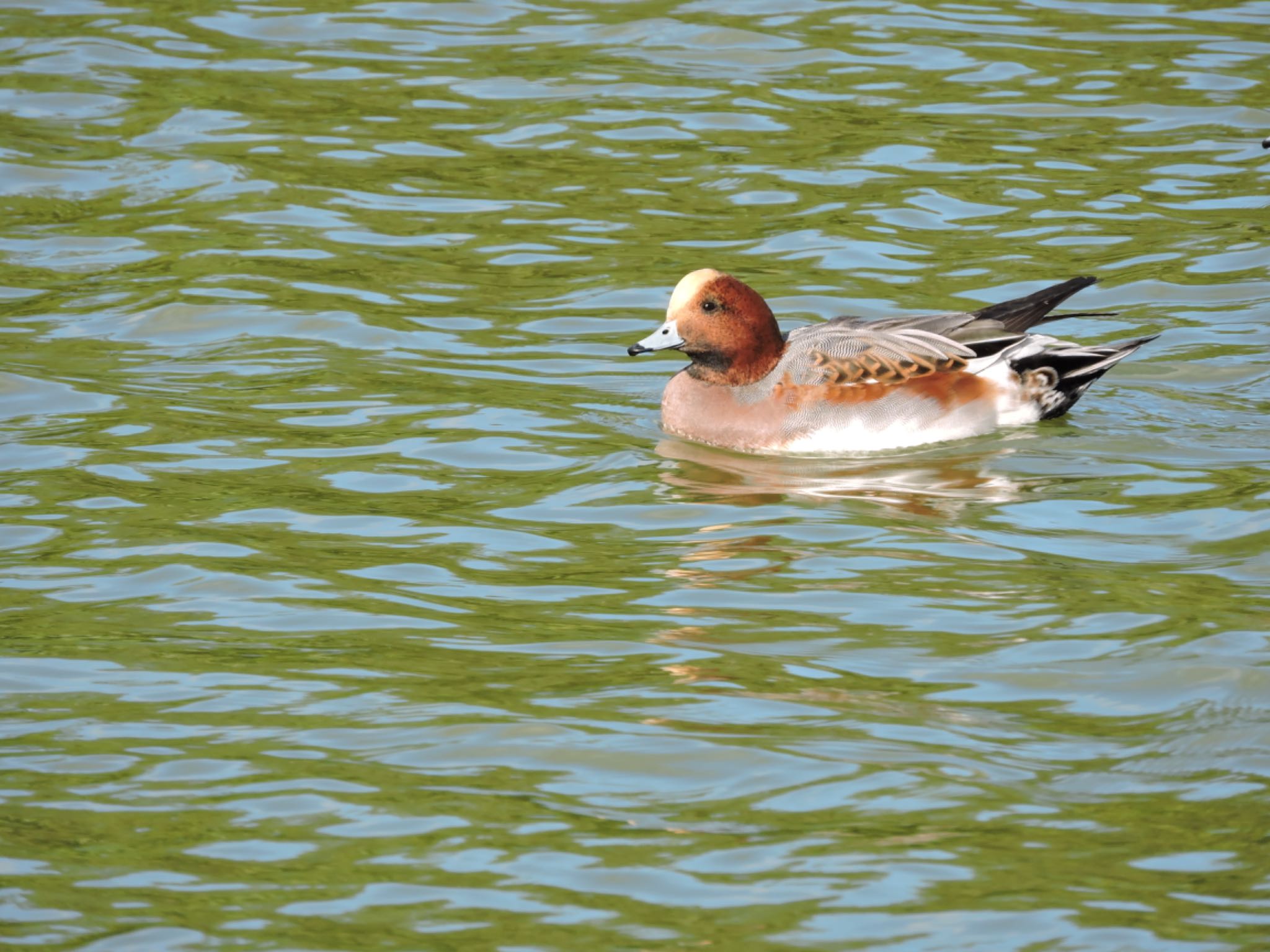 Eurasian Wigeon