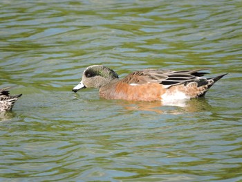 American Wigeon Osaka Tsurumi Ryokuchi Sat, 10/28/2023