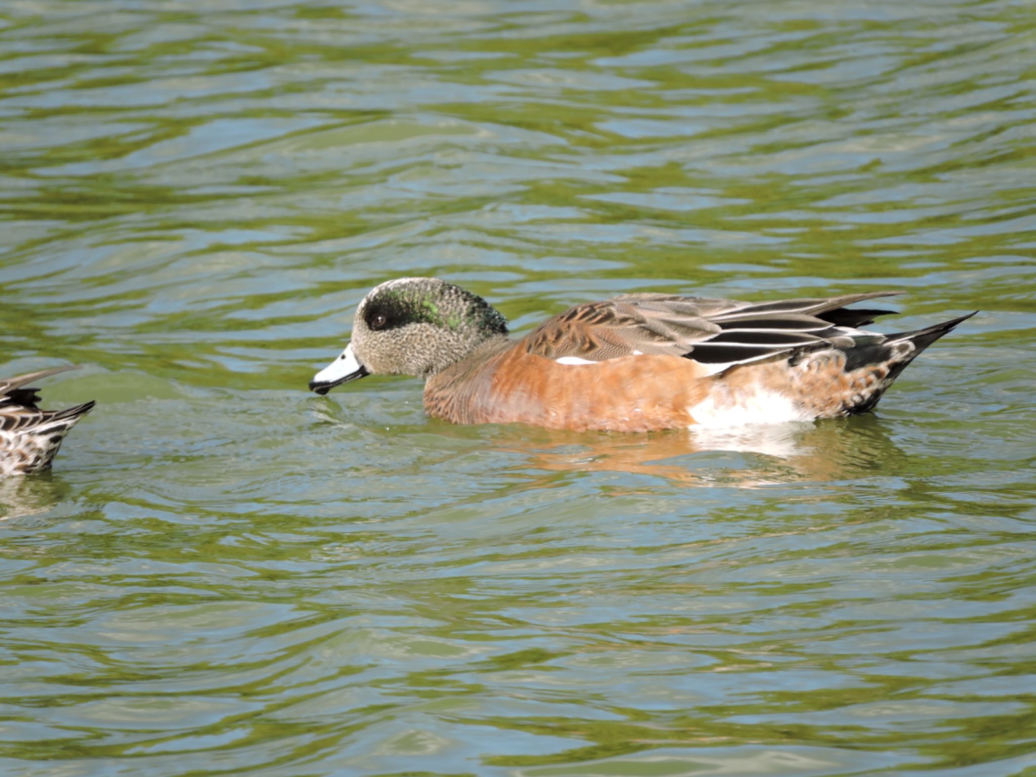 American Wigeon