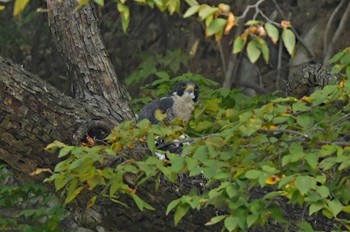 ハヤブサ 青葉山公園 2023年10月28日(土)