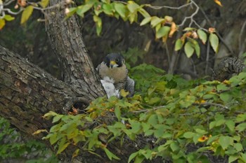 ハヤブサ 青葉山公園 2023年10月28日(土)