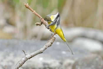 キセキレイ 青葉山公園 2023年10月28日(土)