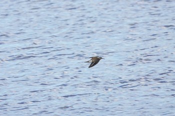 Common Sandpiper 中海 Thu, 9/27/2018