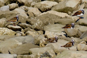 Ruddy Turnstone 新木場緑道公園(東京都江東区) Wed, 5/17/2023