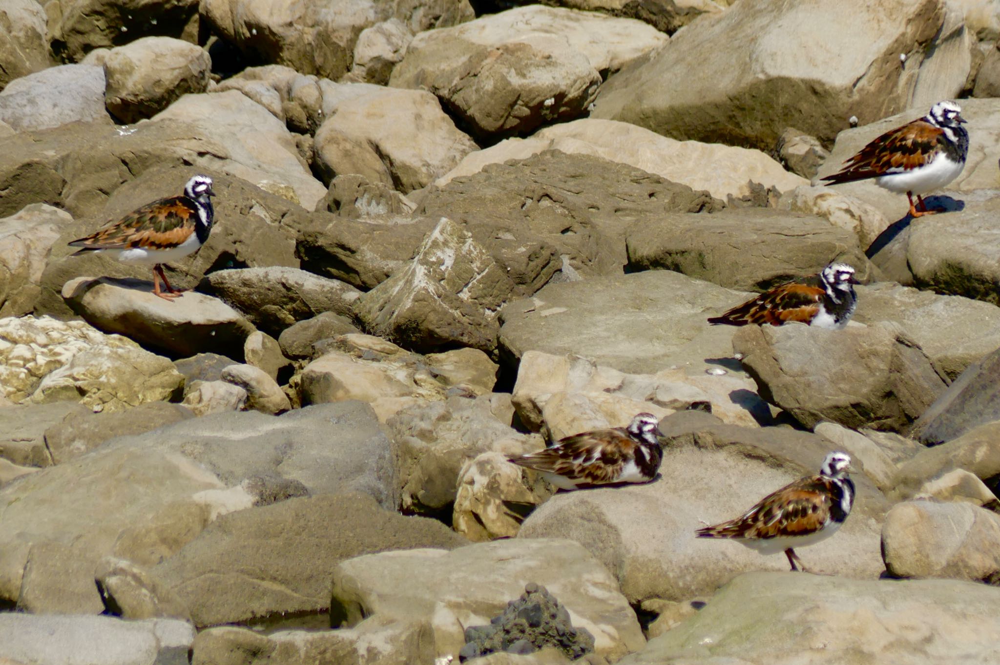 Ruddy Turnstone