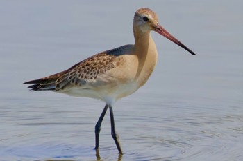 Black-tailed Godwit Isanuma Sun, 9/24/2023