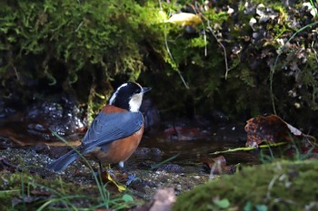 Varied Tit 西湖野鳥の森公園 Sat, 10/28/2023