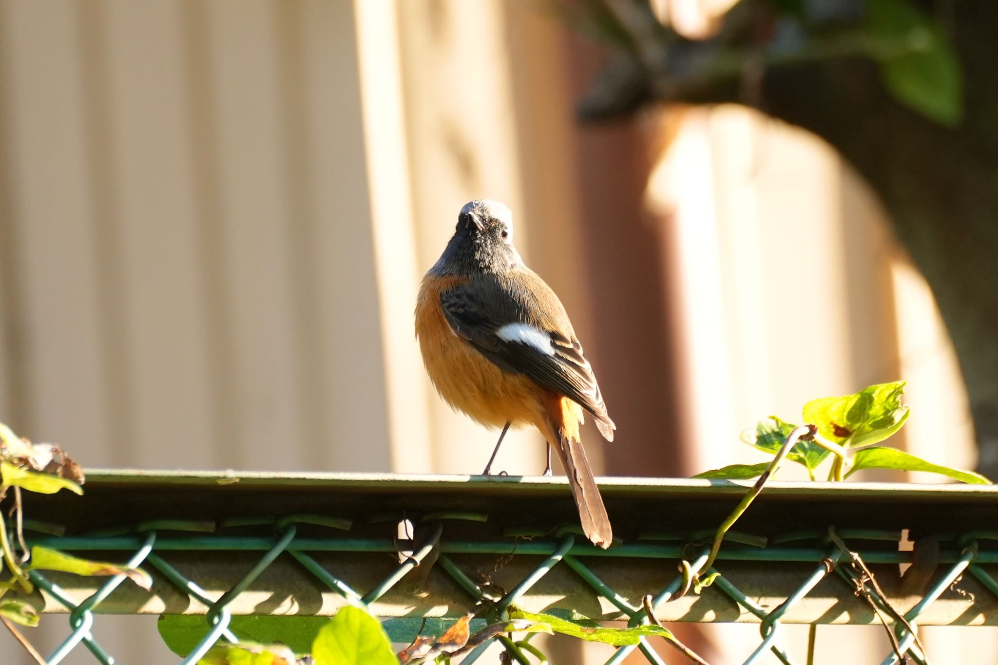 3年目も確認