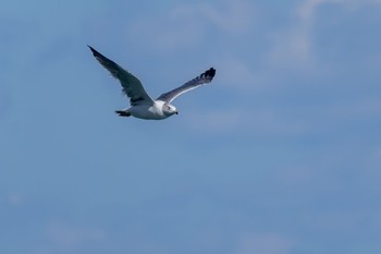 Black-tailed Gull Unknown Spots Mon, 10/23/2023