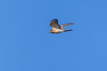 Eurasian Sparrowhawk Unknown Spots Tue, 10/24/2023