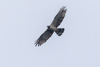 Crested Honey Buzzard Unknown Spots Wed, 9/27/2023