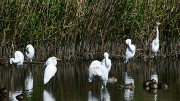 Great Egret(modesta)  磐田大池 Sun, 10/22/2023