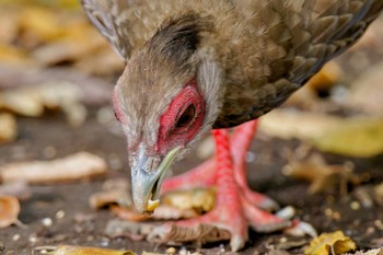 2023年10月28日(土) 石神井公園の野鳥観察記録