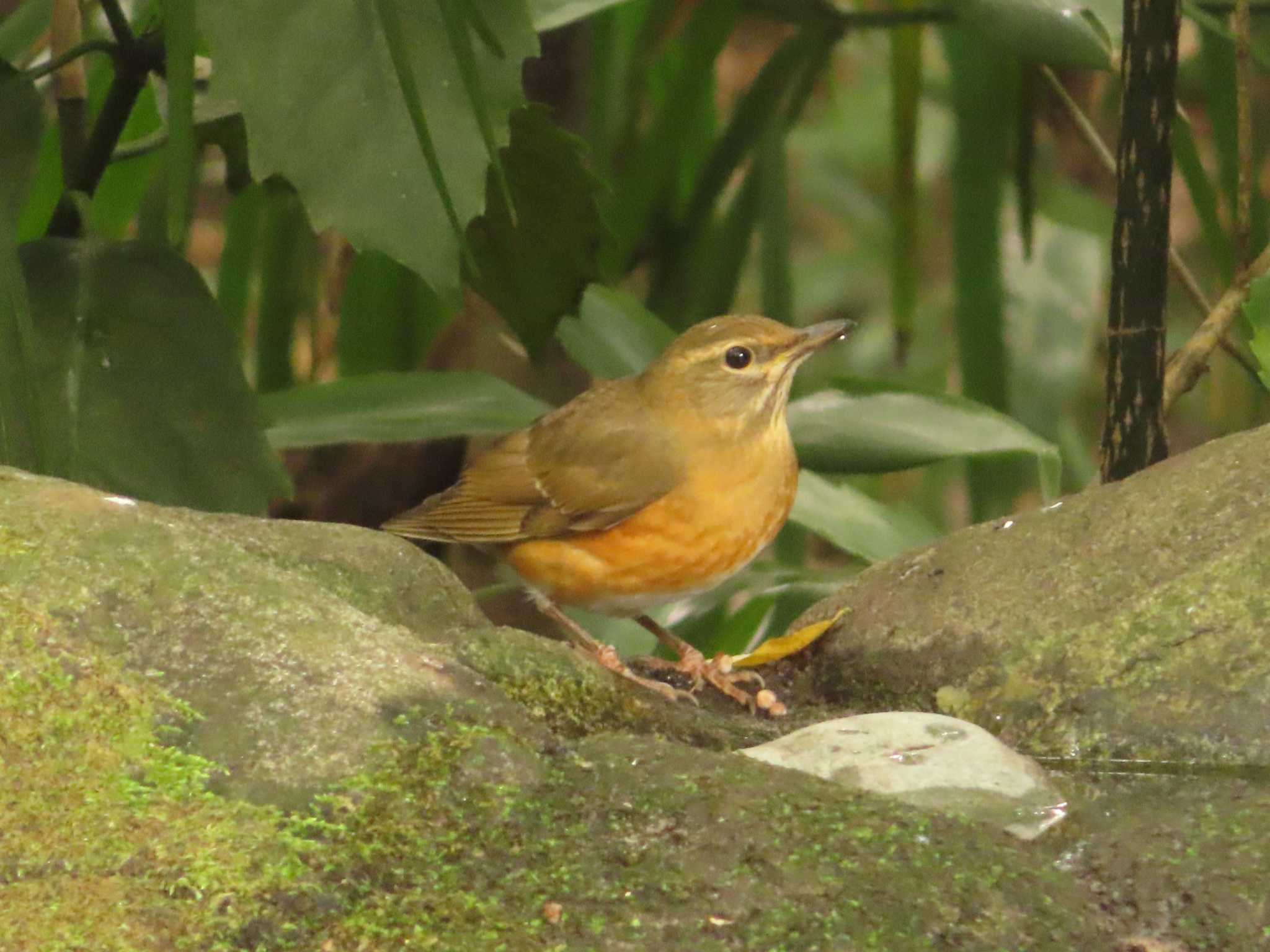 アカハラ