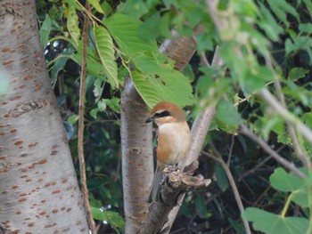 Bull-headed Shrike 多摩川河口 Sat, 10/28/2023