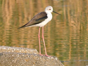 Black-winged Stilt 多摩川河口 Sat, 10/28/2023