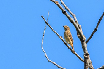 Daurian Redstart 石ケ谷公園 Wed, 10/18/2023