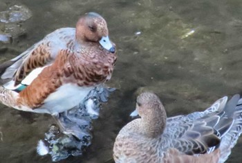 Eurasian Wigeon 仙川 Fri, 10/27/2023