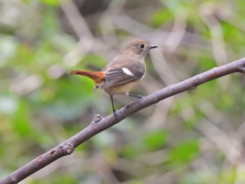 2023年10月28日(土) 権現山(弘法山公園)の野鳥観察記録