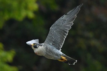 ハヤブサ 青葉山公園 2023年10月28日(土)