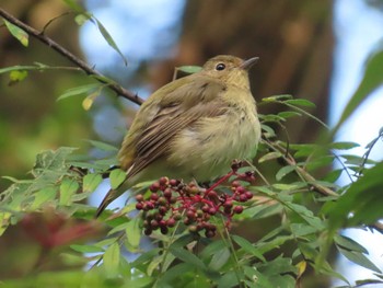 キビタキ 長池公園 2023年10月21日(土)