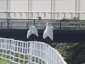 チュウサギ 群馬 早川 2023年10月28日(土)